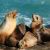 California Sea Lion Populations Have Rebounded