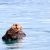 Get all the facts for Sea Otter Awareness Week