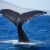 Whale Watch Ireland 2018