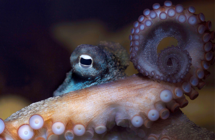 Celebrating World Octopus Day