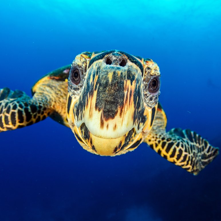 Sea Turtles - Did you know?