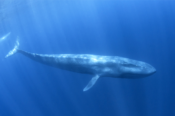 Blue Whale 