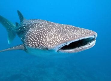 The Gentle Giants - Whale Sharks