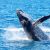 Humpback Population Bounces Back