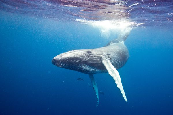 Humpback Whale 