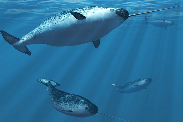 Narwhal Whale 