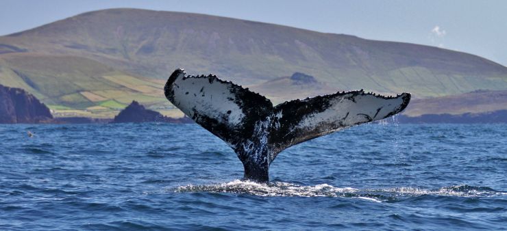 Humpback Whale Tail Seen off Ireland - Photo by Nick Massett