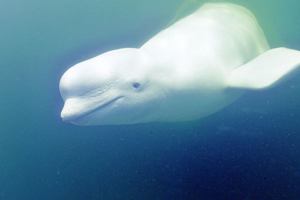 Beluga Whale