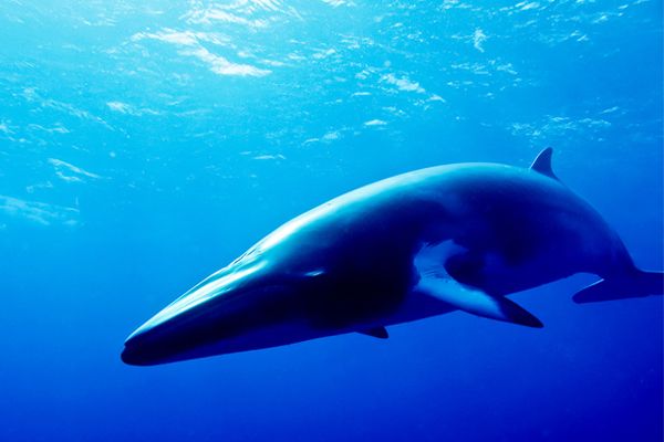 Minke Whale 