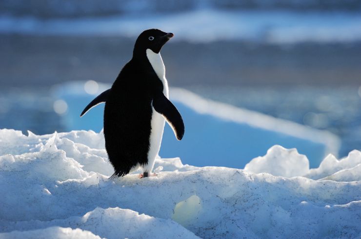 An Antartic haven has been declared in the Ross Sea